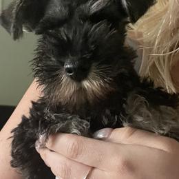 Miniature Schnauzers from Bandwagon Miniature Schnauzers