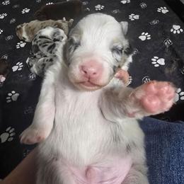 Galaxy BMM - Blue merle male Australian Shepherd puppy in Rainsville, Alabama from Chaparro Farm