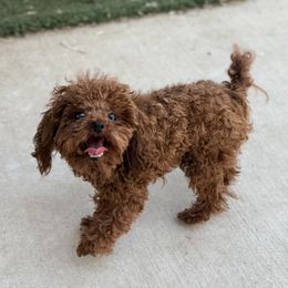 Teddy - Red  male Poodle puppy in Newport Beach, California from Exotic City Pomeranians and chihuahuas