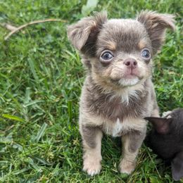 Ivonna $3800 - Chihuahua puppy in Maryland from A & O Cherished Chihuahuas