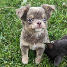 Ivonna $3800 - Chihuahua puppy in Maryland from A & O Cherished Chihuahuas