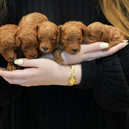 Poodle Puppies from bemi_toys