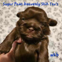 W2B - Chocolate male Shih Tzu puppy in Havelock, North Carolina from Sugar Paws Heavenly Shih Tzu’s