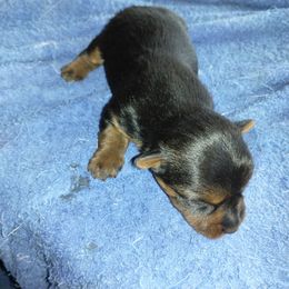 Blue male 1 - Blue and tan male Australian Terrier puppy in Bedford, Pennsylvania from Heit Farm