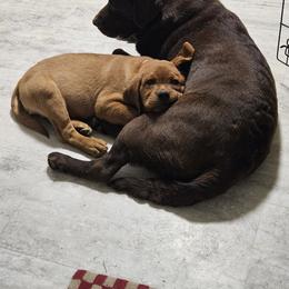 Labrador Retriever Puppies from Majestic Forrest Labradors