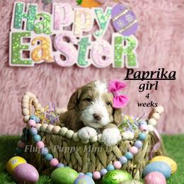 Paprika (lavender collar) girl - Red  female Goldendoodle puppy in Corona, California from Fluffy Puppy Mini Doodles LLC
