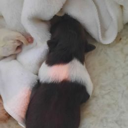 Raelyn - Chocolate, tan and white female Yorkshire Terrier puppy in Hartford City, Indiana from Dare to Dream Yorkies