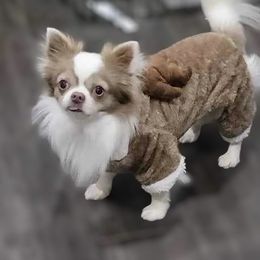 Oakley - Chihuahua