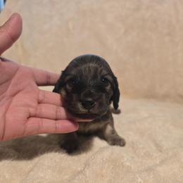 Jinu - Cream male Dachshund puppy in Greenwood, Missouri from Nukee's Beagles dachshunds Corgis