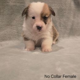 No Collar Female - Red female Pembroke Welsh Corgi puppy in Tenino, Washington from LoneStar Corgis NW