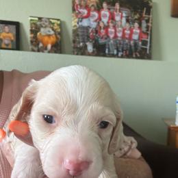 Clear cream Male - Cream female Dachshund puppy in Swanton, Ohio from Mighty But Mini Dachshunds
