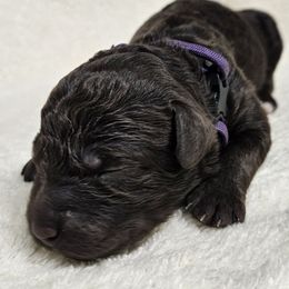 SKYE - Brown female Double Doodle puppy in Jeddo, Michigan from Bert's Doodles