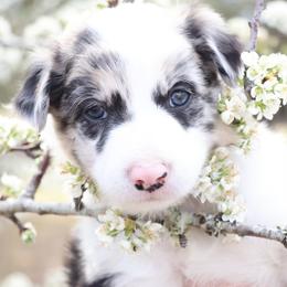 Border Collie Puppies from Sandhill Ranch Border Collies