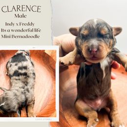 Boy 2 - Blue merle male Bernedoodle puppy in Hilton, New York from The House of Goldendoodle