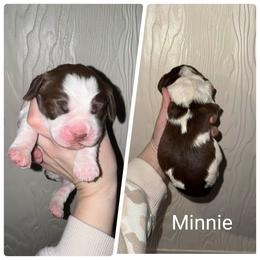 Minnie - Liver and white female English Springer Spaniel puppy in Freeland, Michigan from McNally's Springer Spaniels
