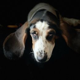 Ember - Basset Hound