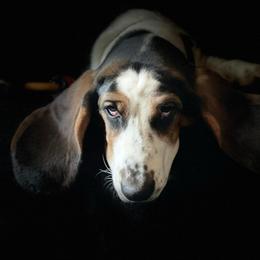 Ember - Basset Hound