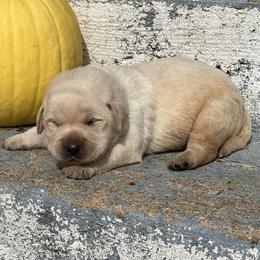 Frosty - Yellow male Labrador Retriever puppy in Ozark, Missouri from Westwind Labradors
