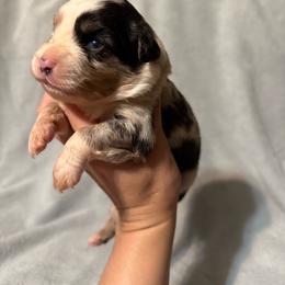 Bluey - Blue merle male Miniature Australian Shepherd puppy in Mount Airy, Georgia from North Georgia Gems