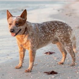 Australian Cattle Dogs and Mudis from Greenbrier