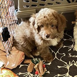 Samson - Red Cavapoo puppy in Dallas /Ft. Worth, Texas from Dallas Designer Dogs
