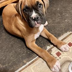 Boxer Puppies from Sisco Boxers Tennessee