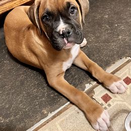 Boxer Puppies from Sisco Boxers Tennessee
