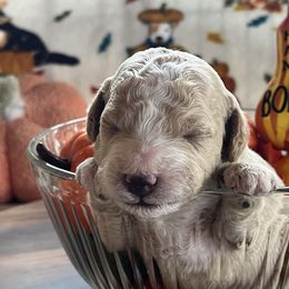 Hambone - Apricot male Assorted Doodle Crosses puppy in Mt Pleasant, Texas from Hippdoodranch