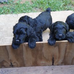 Black Russian Terrier Puppies from Red Shadow Black Russian Terriers