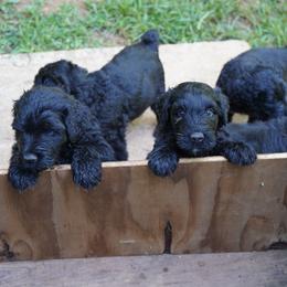 Black Russian Terrier Puppies from Red Shadow Black Russian Terriers