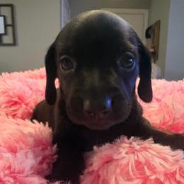 Taylor - Black female Dachshund puppy in Channahon, Illinois from Lord Frank’s Mini Weeniers