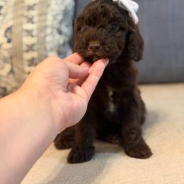 Coast - Chocolate female Cavapoo puppy in Colcord, Oklahoma from Copper Lane Aussies, Doodles & Cavapoos