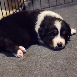 Faith - Black tri-color female Australian Shepherd puppy in Athens, Tennessee from Mimi's Aussie