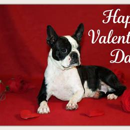 RAIN - Boston Terrier
