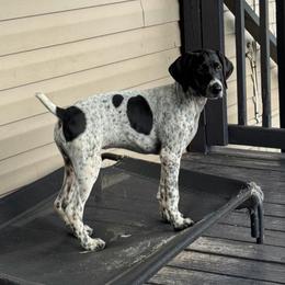 Boy one - Liver and white female German Shorthaired Pointer puppy in Kathleen, Florida from Alex Yates GSP's