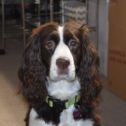 English Springer Spaniel, Poodle, and Springerdoodle All Grown Up from SpringerDoodles at the Beach