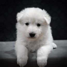 Berger Blanc Suisse Puppies from Moonlight Berger Blanc Suisses