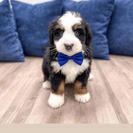Theo - Tri-color male Bernedoodle puppy in Ormond Beach, Florida from Florida Coast Doodles