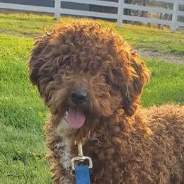 Apollo - Goldendoodle