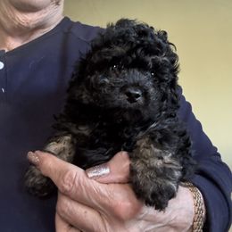Male 3 - Phantom male Poodle puppy in Canterbury, Connecticut from Diamonds in the Sky