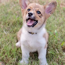 Iris (Yellow Collar) - Red female Pembroke Welsh Corgi puppy in Tonkawa, Oklahoma from Oaken Ridge Corgis
