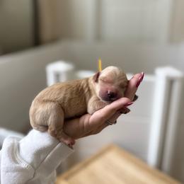 Beau - Cream male Goldendoodle puppy in Wilson, North Carolina from Cedar Creek Doodles