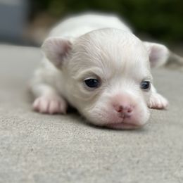 Cookies girl - Cream and white female Chihuahua puppy in Westminster, Colorado from VanityPom’s