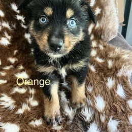 Orange - Black tri-color male Australian Shepherd puppy in Jesup, Georgia from Painted Platinum Kennel Golden Retrievers & Australian Shepherds