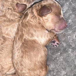 Cavapoo, Cockapoo, Goldendoodle, and Maltipoo Puppies from Perdue Puppies