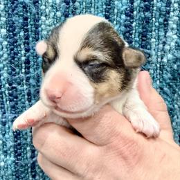 Snow Leopard - Black and tan female Pembroke Welsh Corgi puppy in Ashland, Ohio from SS Australian Shepherds