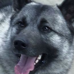 Norwegian Elkhounds from Randi Johnson's Norwegian Elkhounds