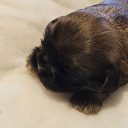 Chocolate boy - Chocolate and tan male Shih Tzu puppy in Woodsfield, Ohio from ROSE LANE SHIH TZUS
