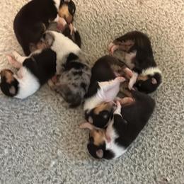 Boy 5 - Blue merle white and tan male Collie puppy in Edison, New Jersey from Hi-Crest Collies