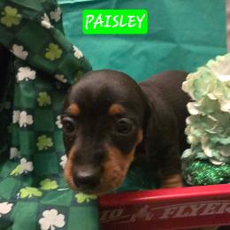 PAISLEY - Black and tan female Dachshund puppy in Poplarville, Mississippi from T's Kennel